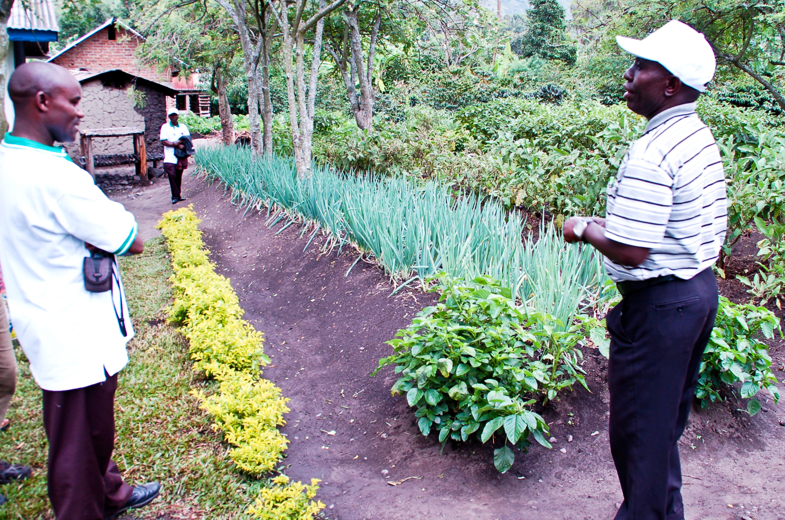 an-excellent-kitchen-garden-in-maliba-uganda